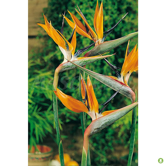 Semillas Strelitzia Regina Ave Paraiso_0