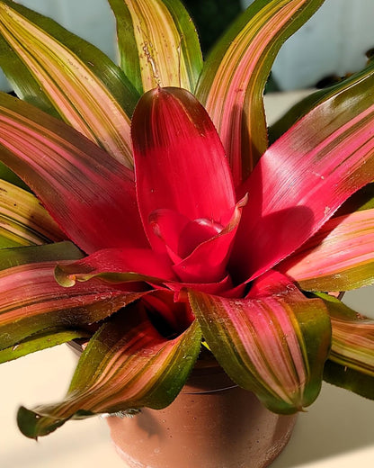 Neoregelia 'Vulcana'; bromelia multicolor; Curiosarium; altura 30 cm, diámetro 30 cm, sin sustrato_1