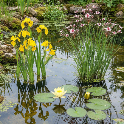 Lirio Amarillo - Iris Pseudacorus - 15 Plantas_2
