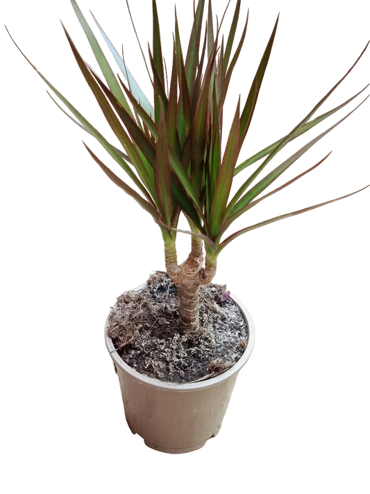 Dracaena Marginata Planta Interior_0