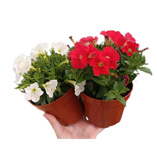 Petunia Mini M13_0