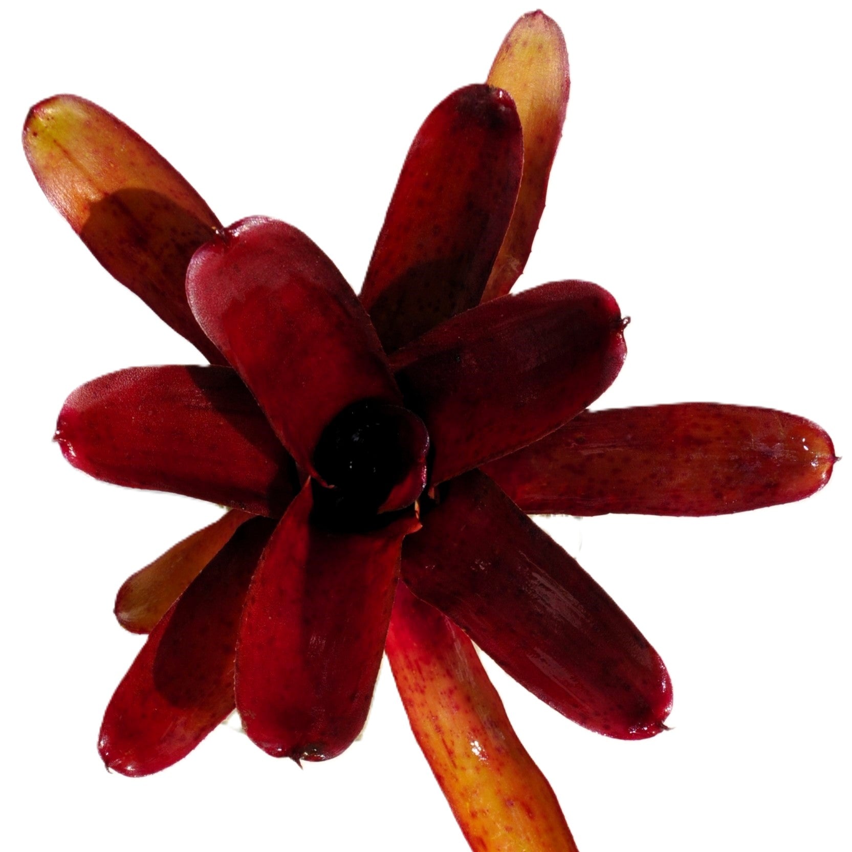 Neoregelia 'amazon', Bromelia Ornamental, Curiosarium, Altura 10 Cm, Diámetro 10 Cm, Sin Sustrato_1