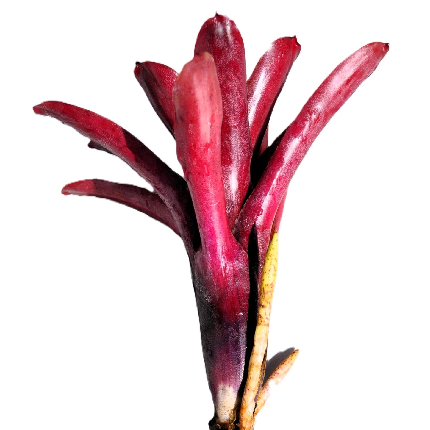 Neoregelia 'amazon', Bromelia Ornamental, Curiosarium, Altura 10 Cm, Diámetro 10 Cm, Sin Sustrato_0