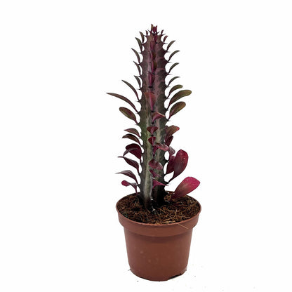 Euphorbia Trigona Rubra Cactus Y Suculentas M8,5 cm Ø_0