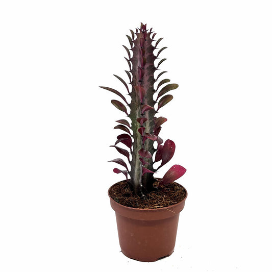 Euphorbia Trigona Rubra Cactus Y Suculentas M8,5 cm Ø_0