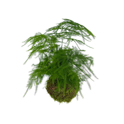 Kokedama Asparragus Colgante_1