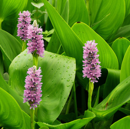 Pontederia Rosa - Pontederia Cordata - 12 Plantas_2