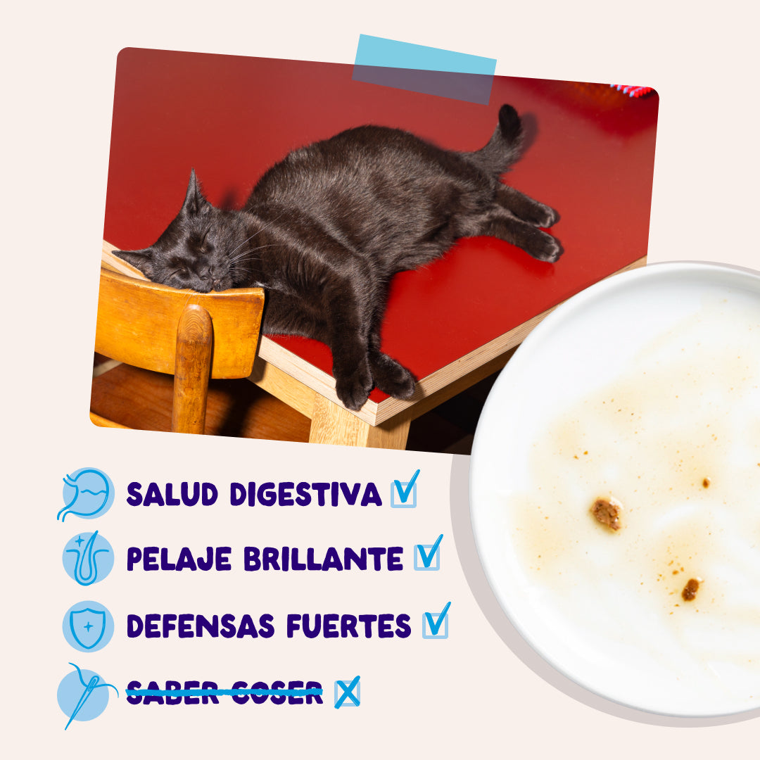 Sobres de comida húmeda para gatos Captura del Día Selección de Pescado en Salsa | Edgard & Cooper 85 g