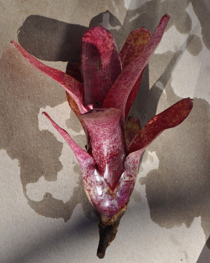 Neoregelia 'Red Waif'; bromelia colorida, ideal para terrarios; Curiosarium; altura 14 cm, diámetro 10 cm, sin sustrato_4