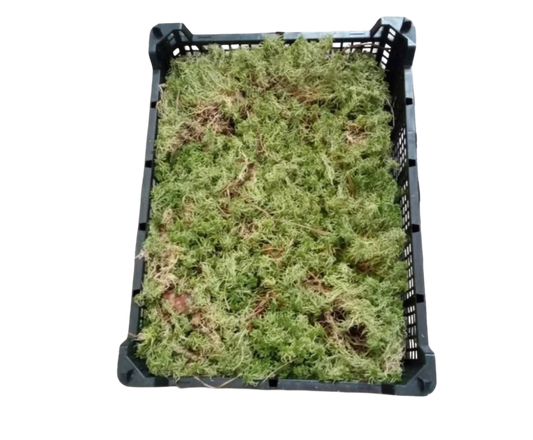 Musgo Spagnum Caja entera para plantas Carnivoras Terrario Orquidea monsteras_0