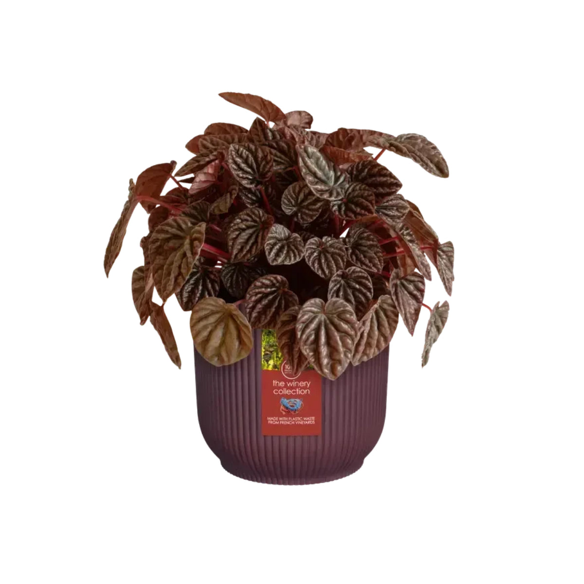 Macetero reciclado Winery rojo burdeos Elho 16 cm