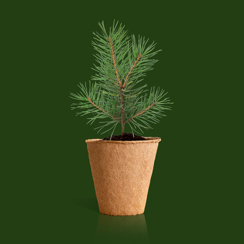 Kit Árbol de Navidad para Cultivar en Casa - Pino de Navidad, Regalo Original - Resetea_2