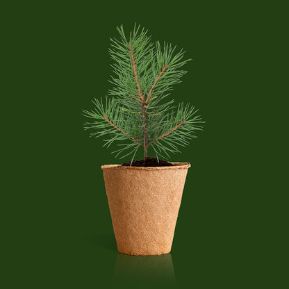 Kit Árbol de Navidad para Cultivar en Casa - Pino de Navidad, Regalo Original - Resetea_2