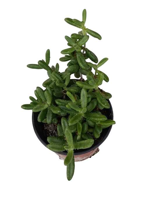 Delosperma Echinatum Planta Suculenta Colgante Ø8_0