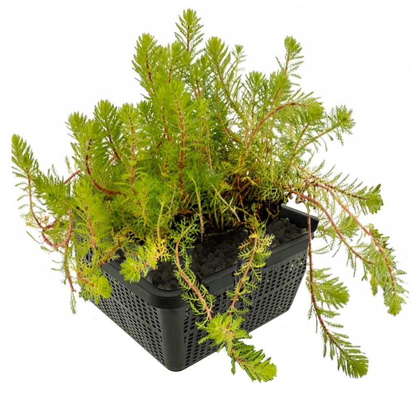 Milhojas Myriophyllum Rubricaule Estanque - Set 4 Plantas Con Cesta Y Sustrato_0