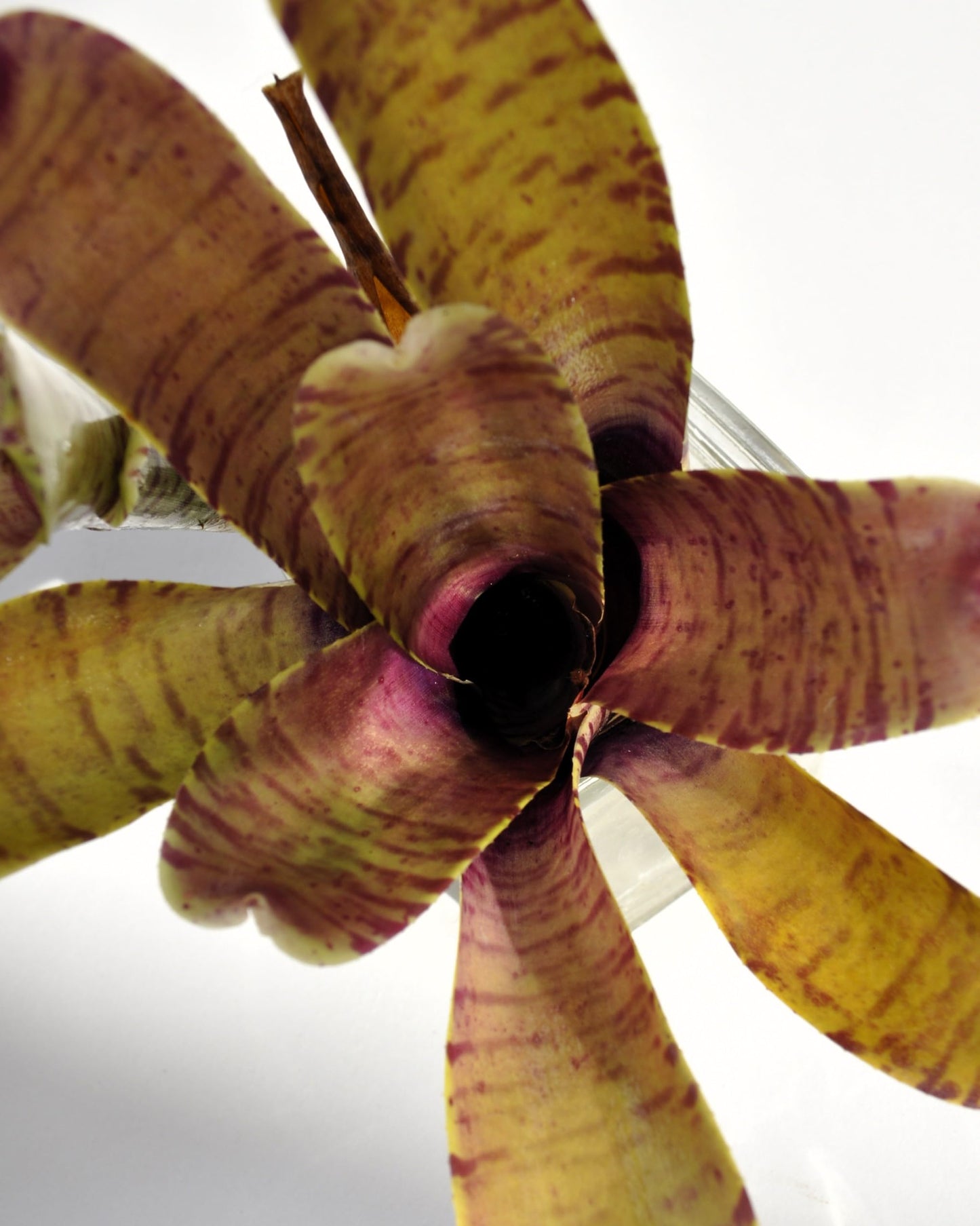Neoregelia tigrina; bromelia rayada, apta para terrarios; Curiosarium; altura 20 cm, diámetro 18 cm_4