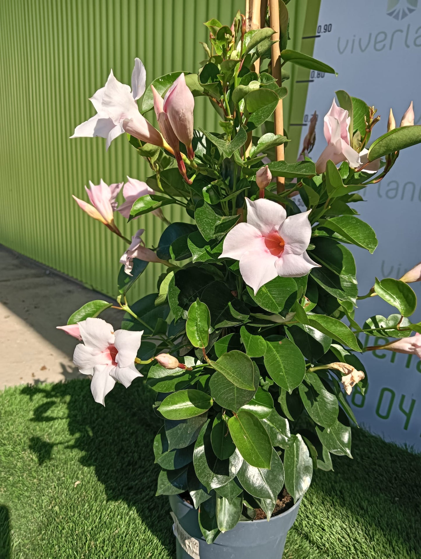 Dipladenia Maceta 60 CM_1