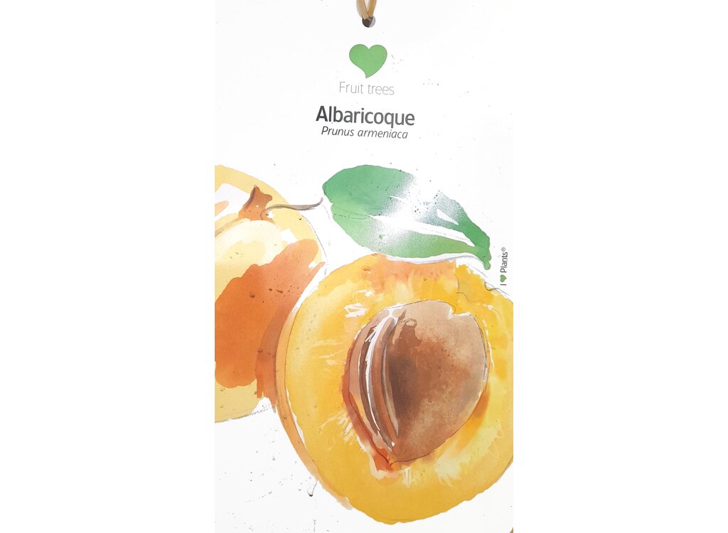 Albaricoquero Enano M26 80cm (prunus Armeniaca)_1