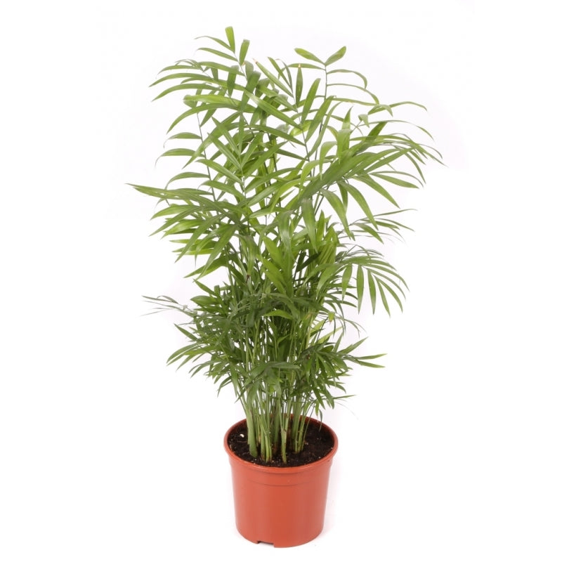 Chamaedorea Planta De Interior De Bajo Mantenimiento Maceta 17cm_0