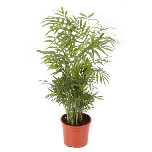 Chamaedorea Planta De Interior De Bajo Mantenimiento Maceta 17cm_0