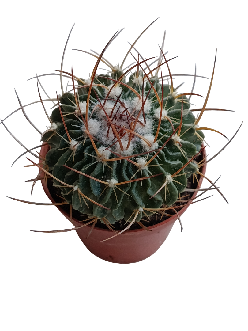 Echinocactus Multicostatus Planta Cactus Ø8_0