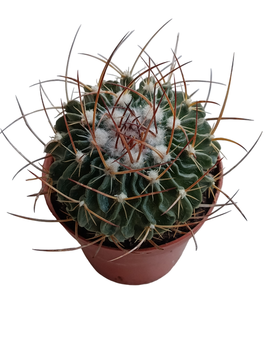 Echinocactus Multicostatus Planta Cactus Ø8_0