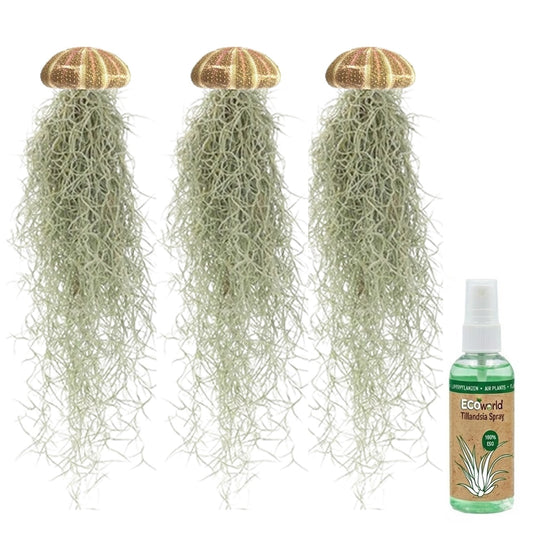 Set Jellyfish De 3 - Tillandsia Usneoides Plantas De Aire En Erizos_0