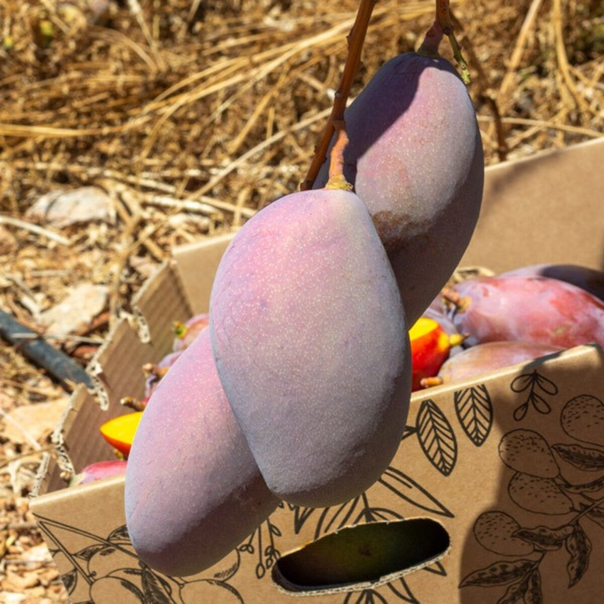 Mangos Ecológico Español Caja De 2kg_5