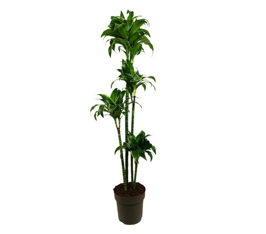 Dracena Dorado 4 Troncos 120-90-60-30 M27 160-180cm_0