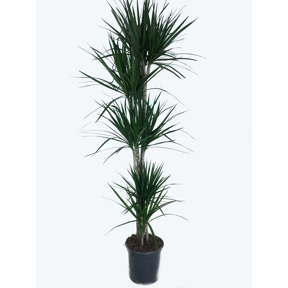 Dracena Marginata 5 Troncos 120-90-60-30-15 M25 170cm_0