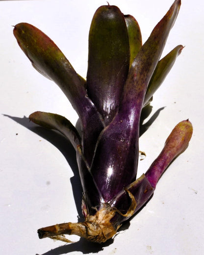 Neoregelia 'Mephisto'; bromelia verde y púrpura, adecuada para terrarios; Curiosarium; altura 12 cm, diámetro 8 cm_1