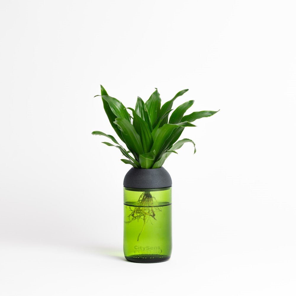 Macetero Transparente Citysens Con Soporte De Ébano – Verde, Vidrio Reutilizado Y Biofilamento Con Madera Impreso En 3d_0
