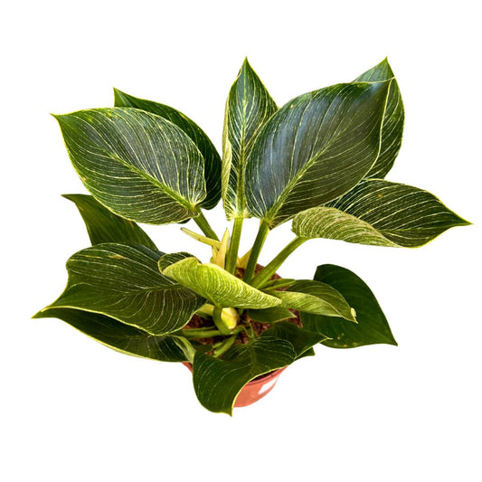 Philodendron Birkin, La Planta De Interior Preferida Por Los Diseñadores De Interiores_0