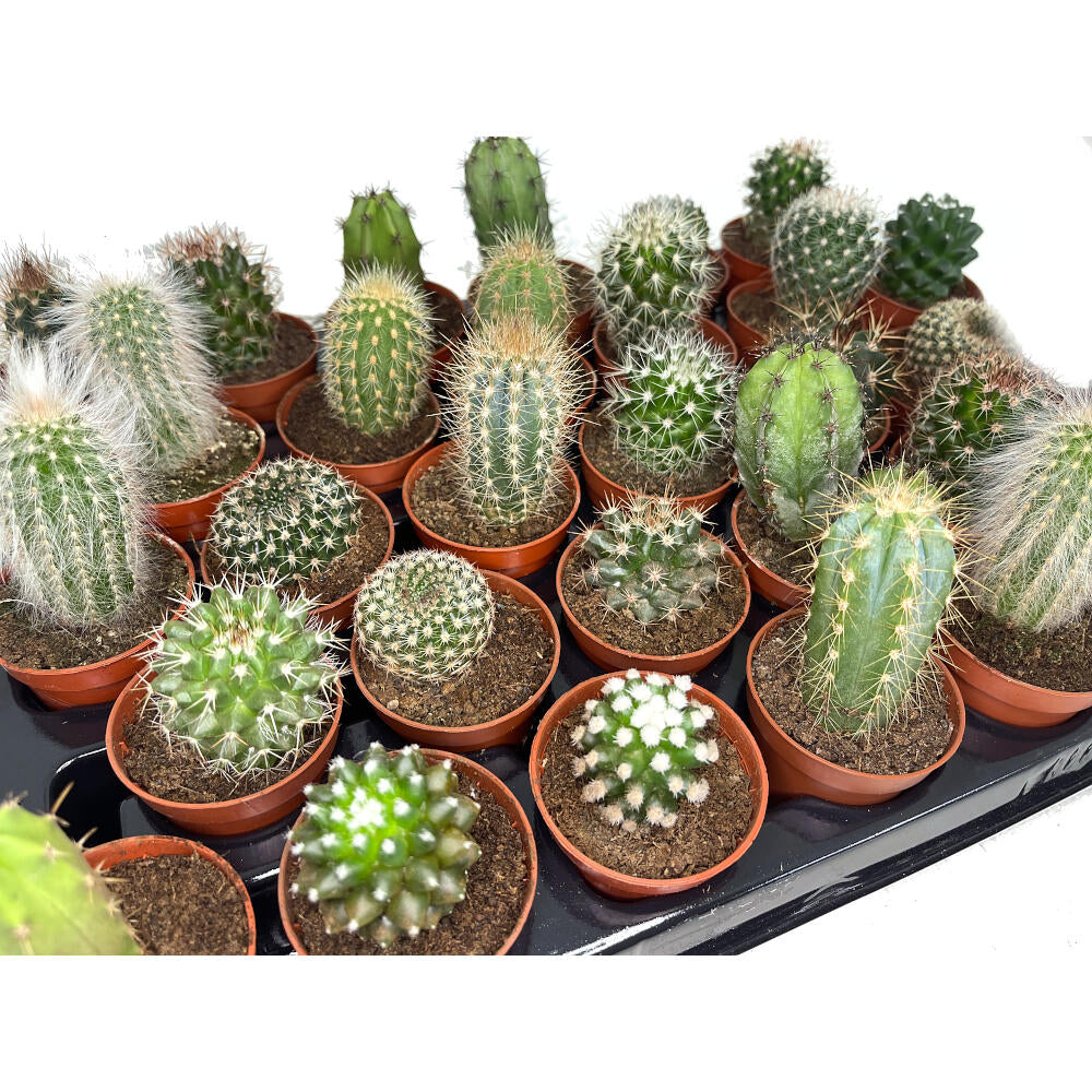 Pack 24 Cactus Variado M5_2