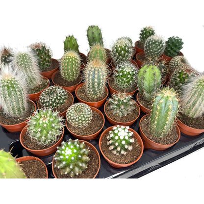 Pack 24 Cactus Variado M5_2