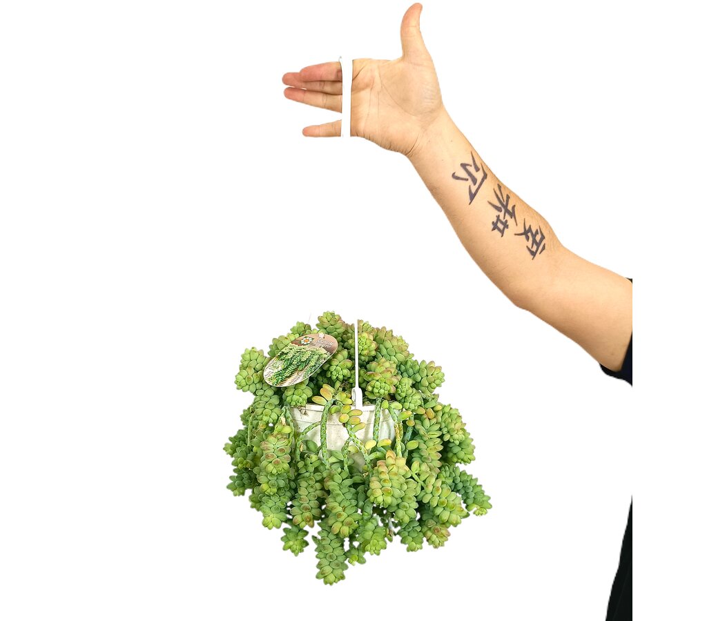 Sedum Burrito T17_0