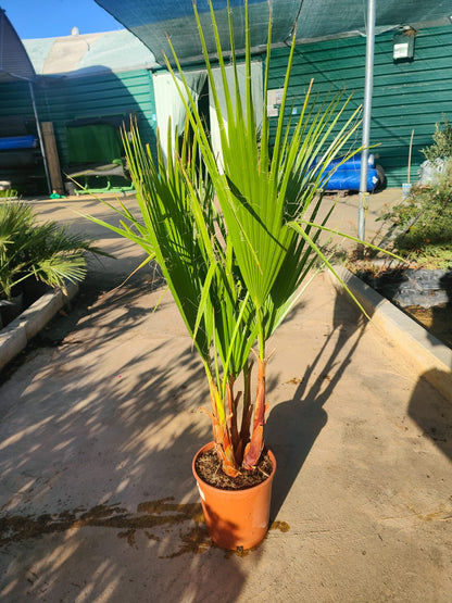 Washingtonia Robusta Maceta_1