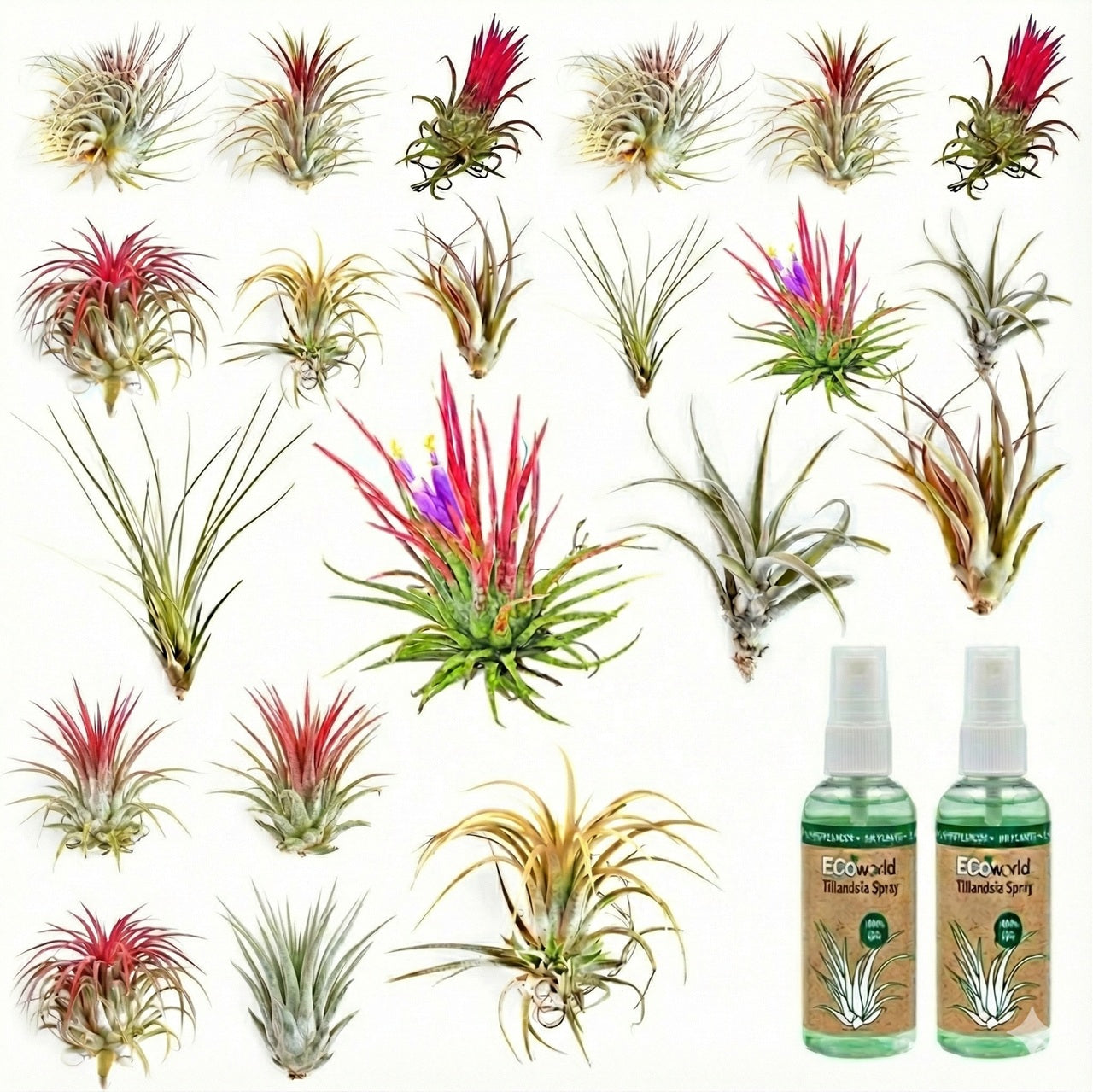 Tillandsia - 20 Unidades - Plantas De Aire - Con Spray_0
