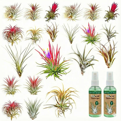 Tillandsia - 20 Unidades - Plantas De Aire - Con Spray_0