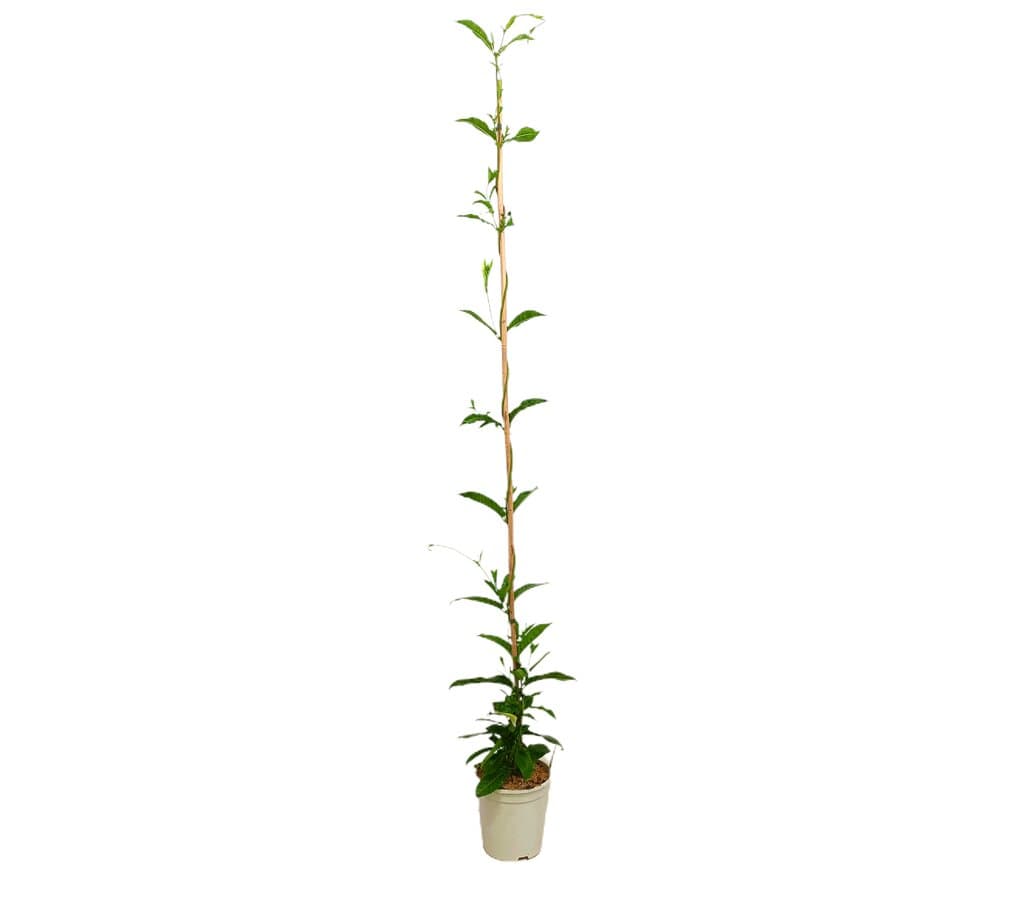 Dipladenia Cosmos Blanca M20 160-180cm_0