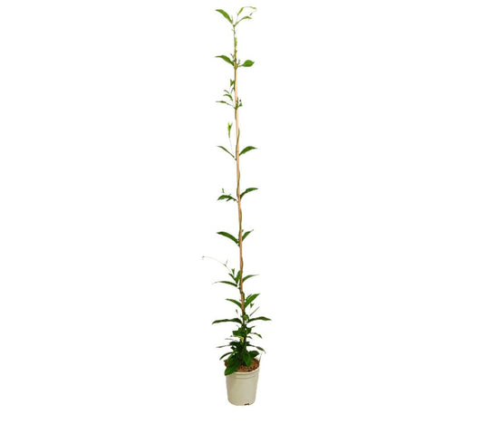 Dipladenia Cosmos Blanca M20 160-180cm_0
