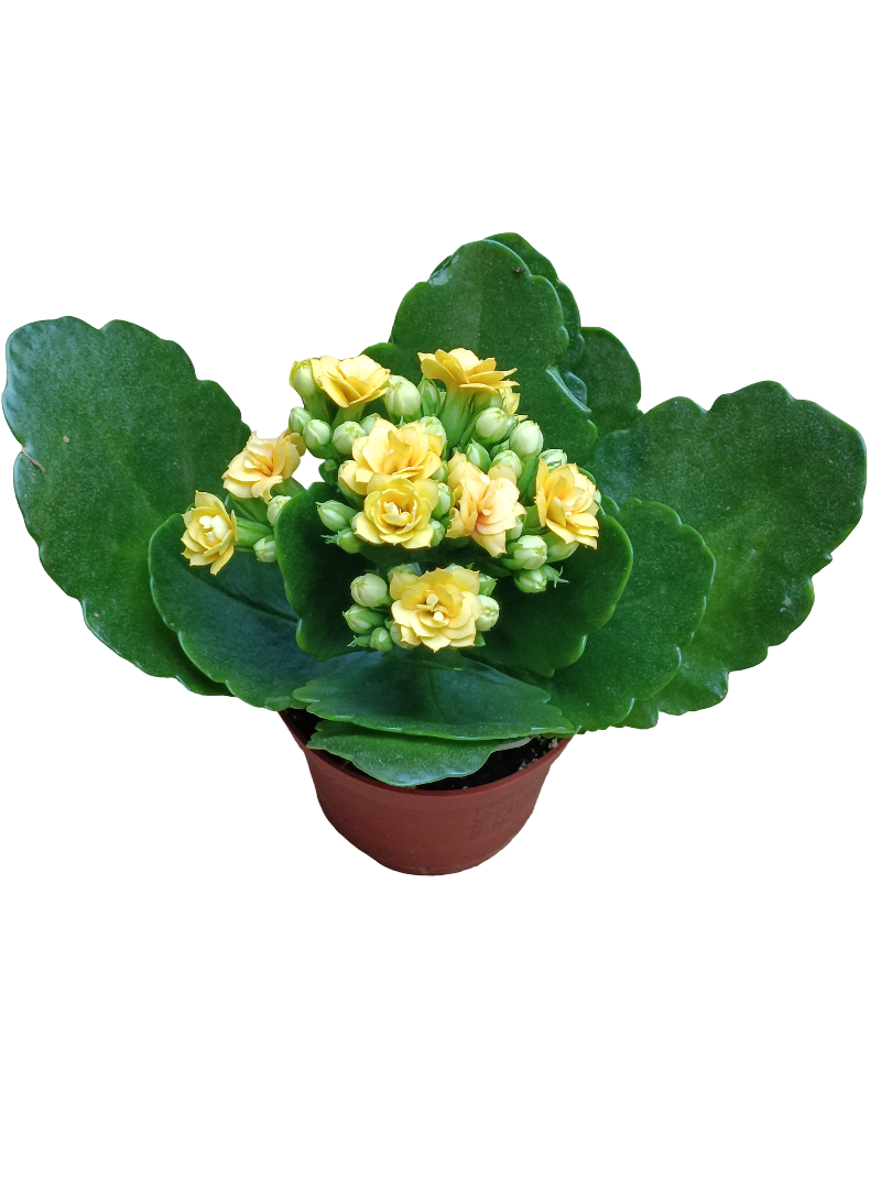 Mini Kalanchoe De Flor Amarilla Planta Suculenta Ø6_0
