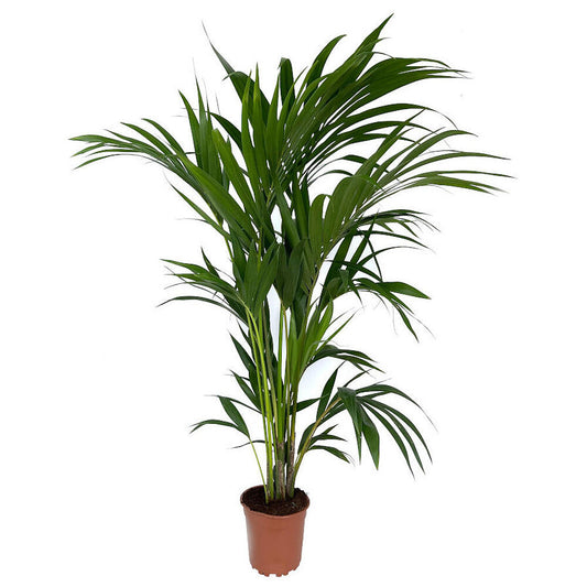 Kentia Forsteriana M19 80-100cm_0