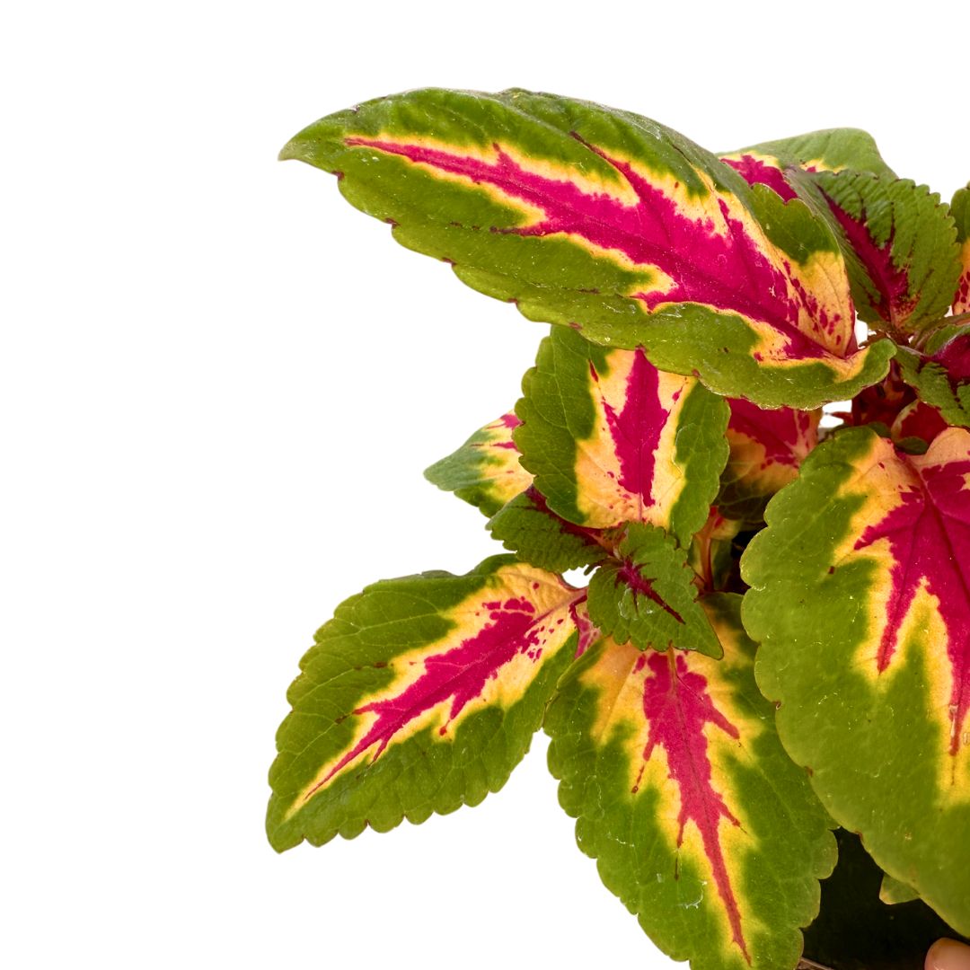 Coleo La Planta De La Mezcla De Colores De Hojas Más Impresionantes_1