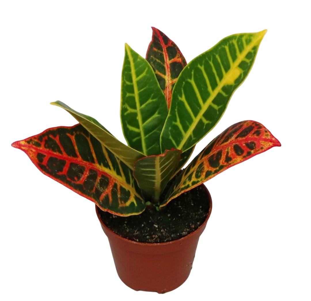 Mini Planta Croton Petra Para Interior Y Terrarios Ø6_0