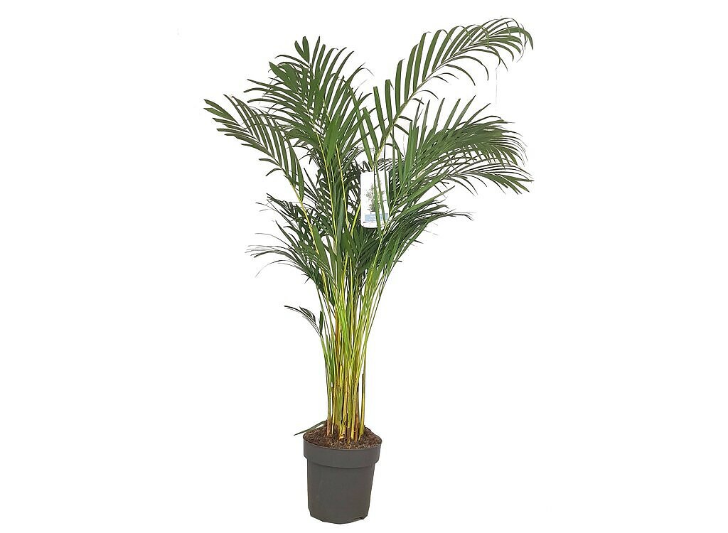 Areca Lutescens M32 190-210cm_0