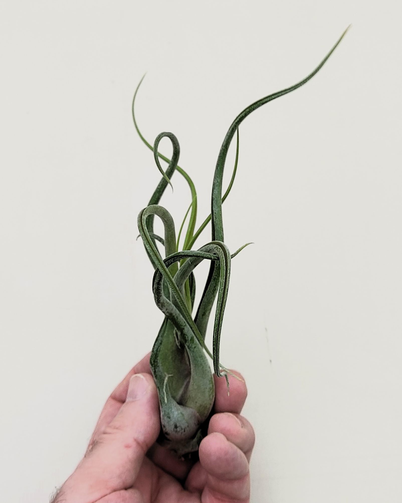 Tillandsia caput-medusae [M]; planta pulpo, cabeza de Medusa; Curiosarium; altura 12-15 cm, Diámetro 12-15 cm_3
