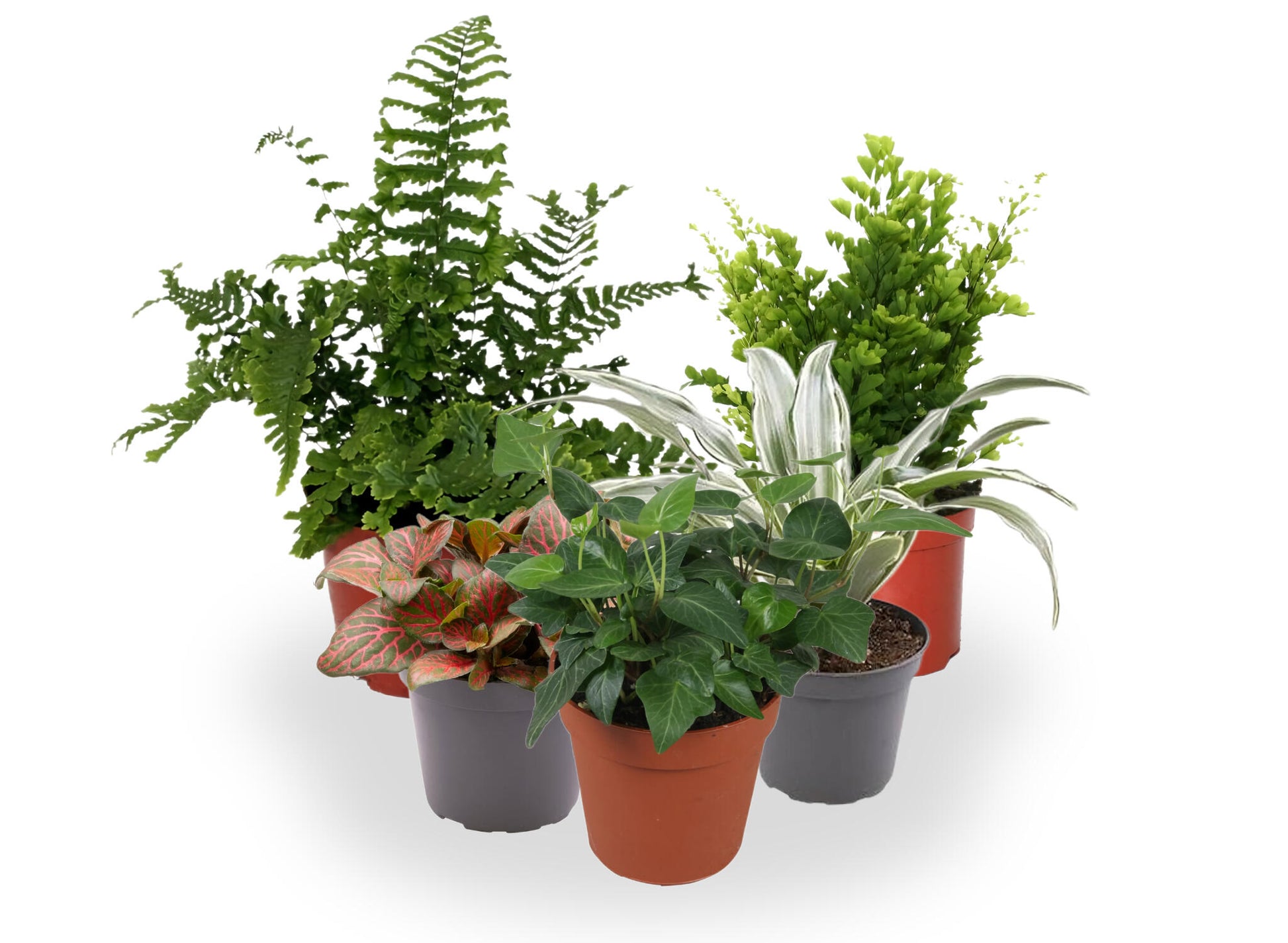 Pack De 10 Plantas De Interior M9_2