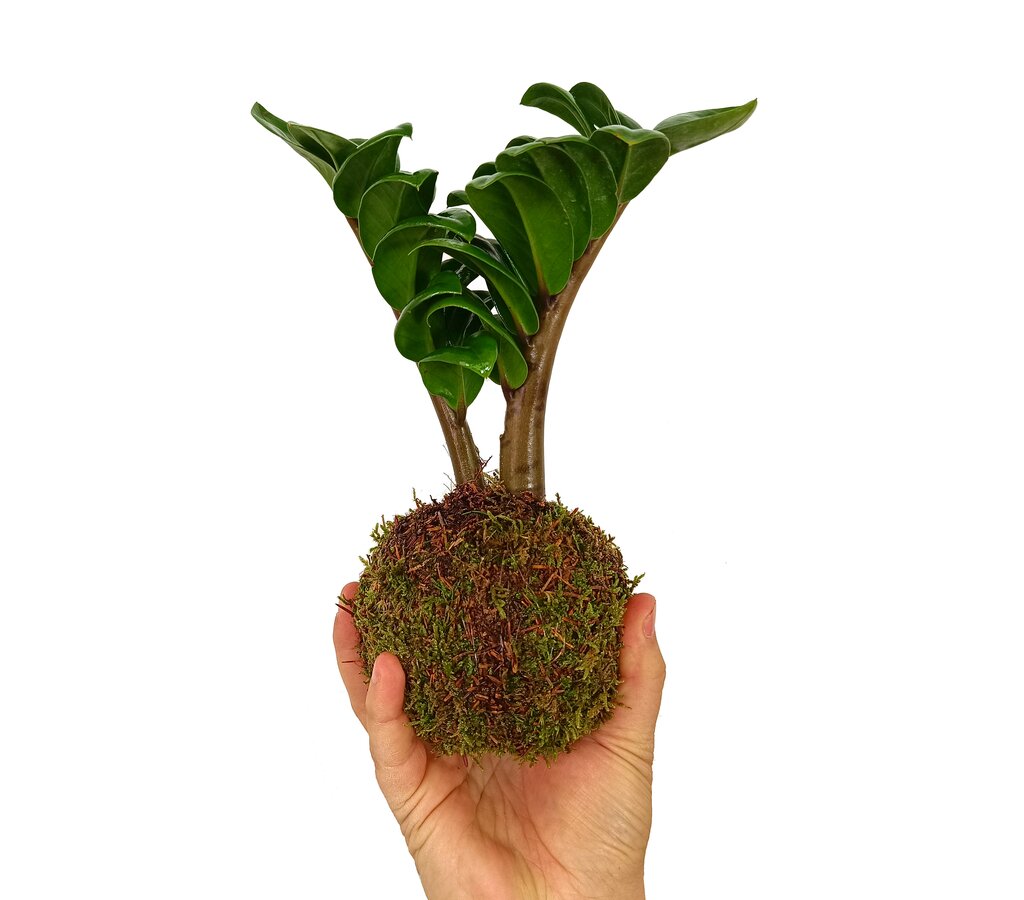 Kokedama Micro Zamioculca_1