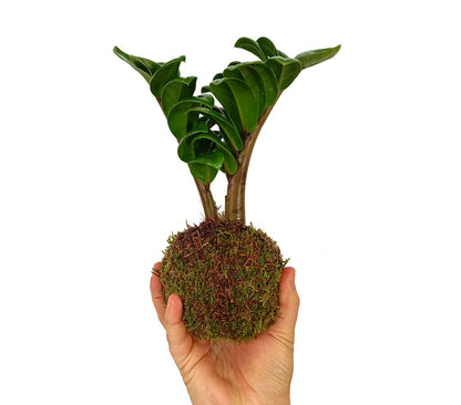 Kokedama Micro Zamioculca_1